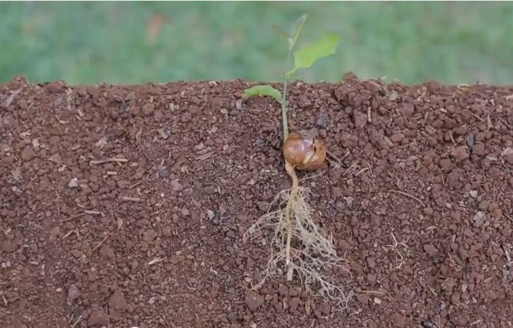 Die faszinierende Entwicklung der Macadamia Nuss