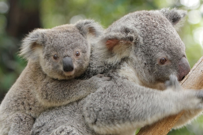 Die einzigartige Tierwelt Australiens