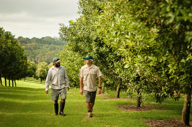 Meet the Team – Die Männer hinter den Kulissen bei der Macadamia-Ernte