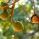 Reise der Australischen Macadamia, Macadamia am Baum