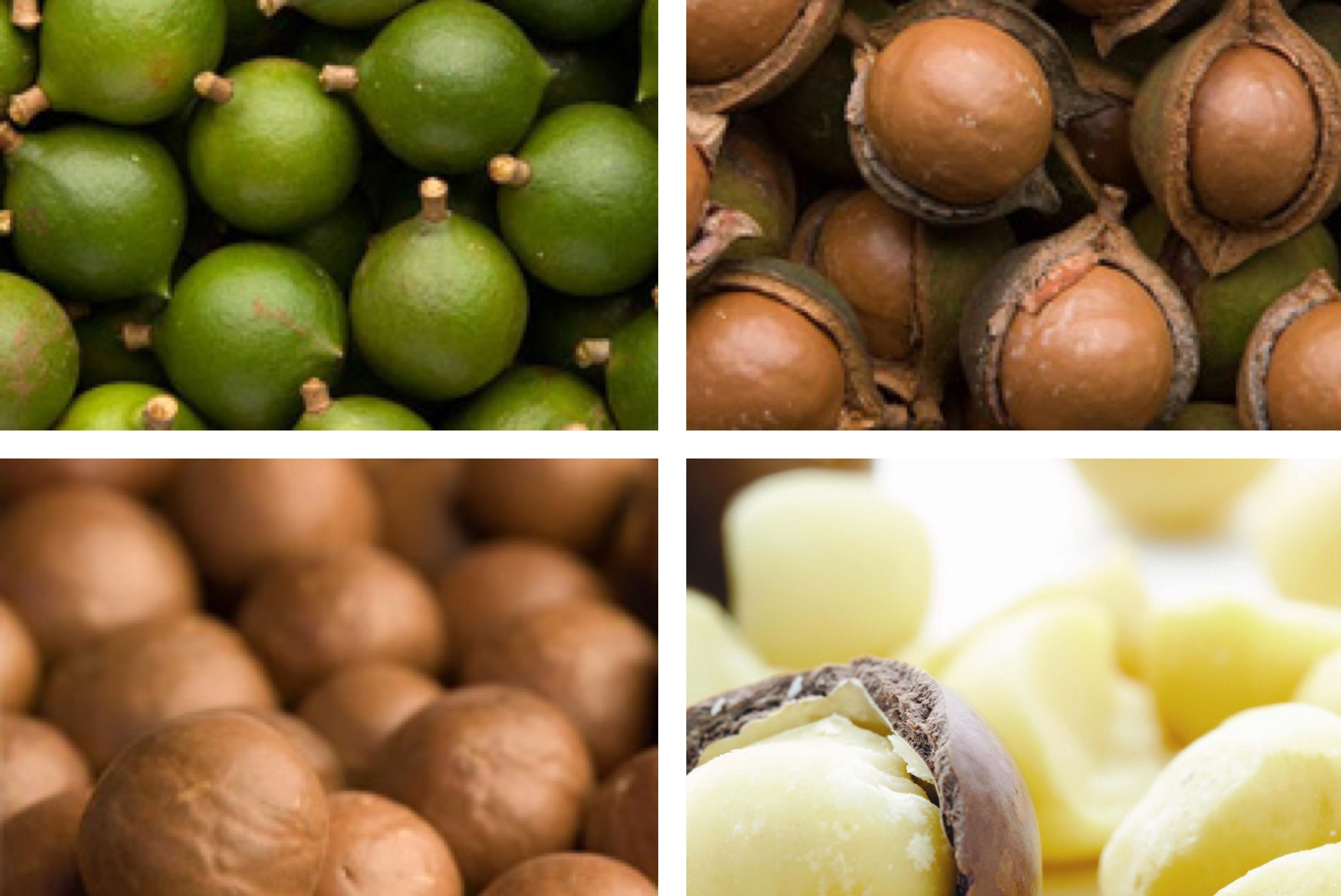 Macadamia – Eine Nuss, so viele Namen
