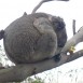 Koala_Josefin_Gueldner_Outback