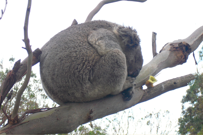 Aussi-Wahn und Outback-Fieber: Was mir an Australien am meisten fehlt (Teil 2)