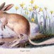 Blibies statt Hasen zu Ostern in Australien