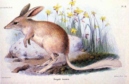 Ostern in Australien: Bilbies statt Hasen