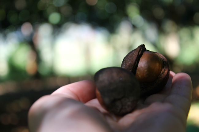 Wie die Macadamia Nuss zu ihrem Namen kam