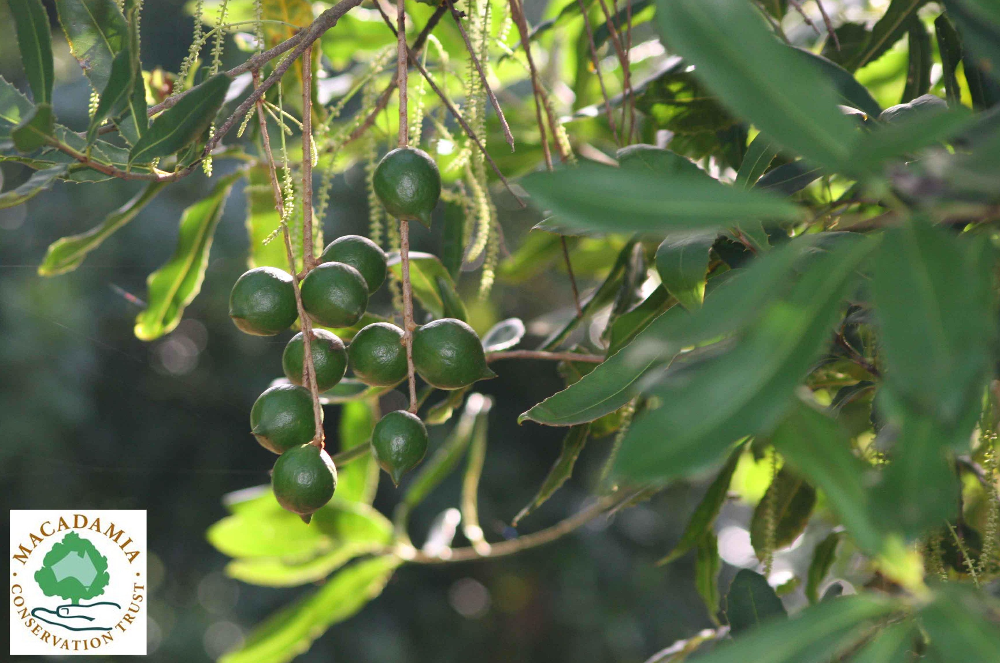 Der Macadamia Conservation Trust – Schutz von Macadamia Bäumen