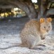 Alles Quokka oder was?