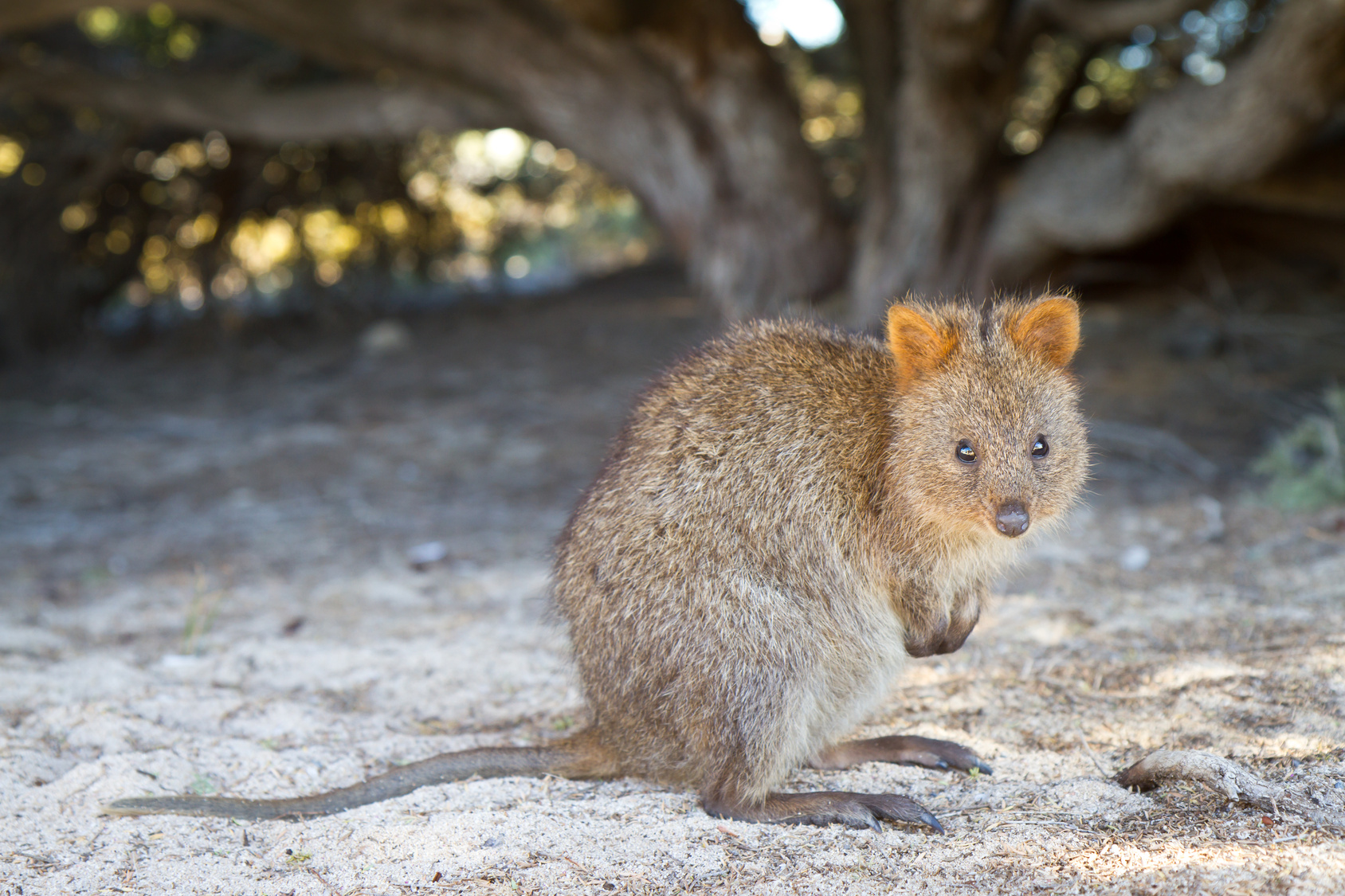 Alles Quokka oder was?