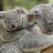 Der Koala: Die Couch-Potatoe Australiens