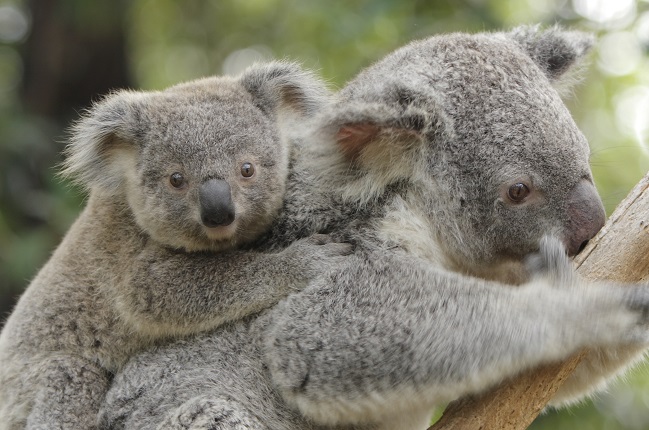 Der Koala: Die Couch-Potato Australiens