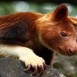 Das Baumkänguru: Das geheimnisvollste Tier Australiens