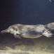 Das Schnabeltier - Australiens eierlegendes Säugetier