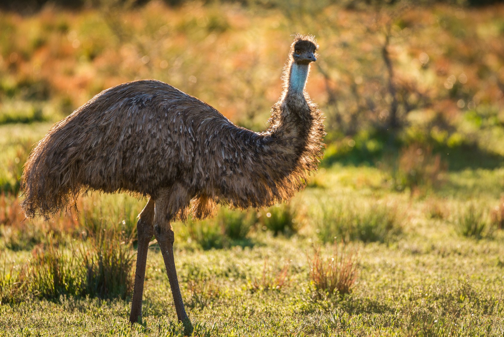 Australische Fauna: Der Große Emu