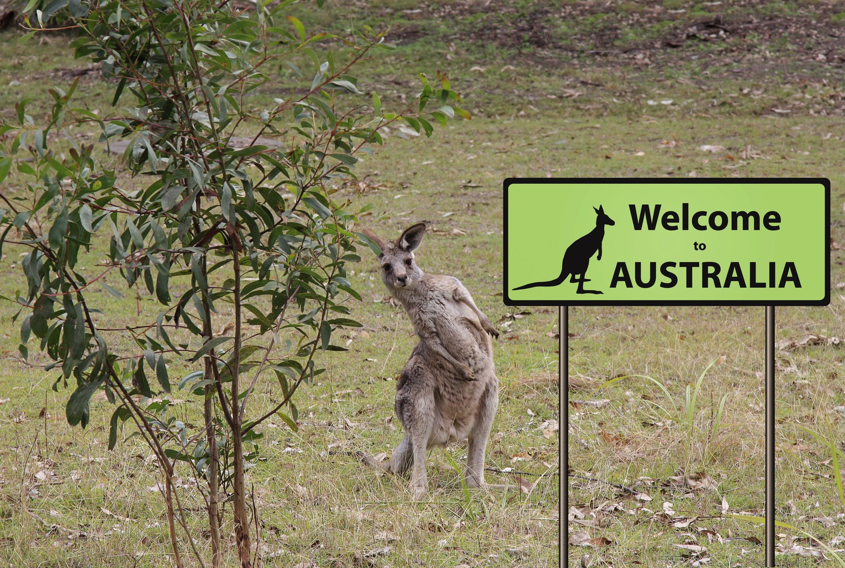 Das Känguru – 7 Fakten zum tierischen Symbol Australiens