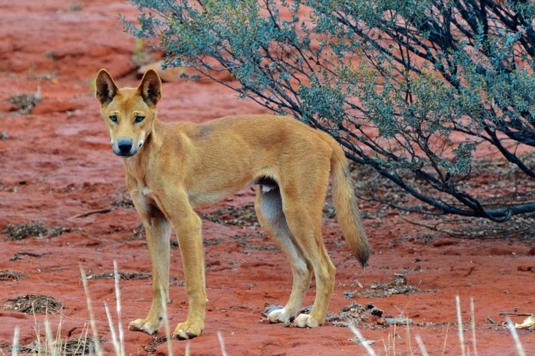 Australische Fauna: Dingos