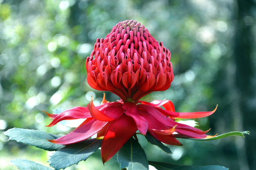 Australische Flora : Die Telopea Speciosissima