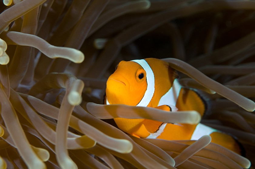 Australiens Unterwasserwelt: Der Clownfisch