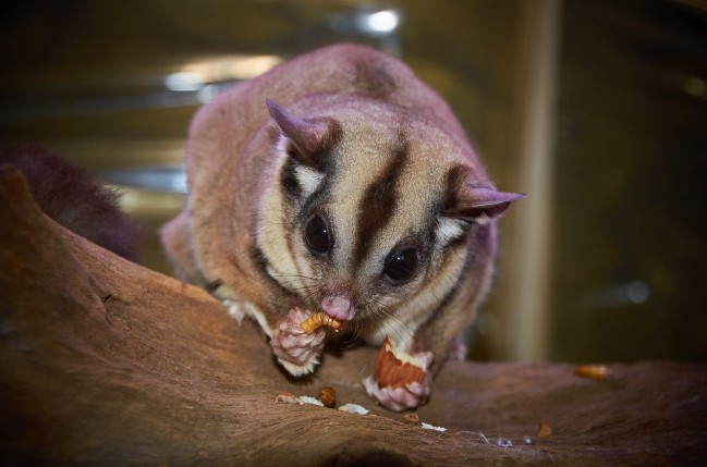 Australische Fauna: Sugar Glider