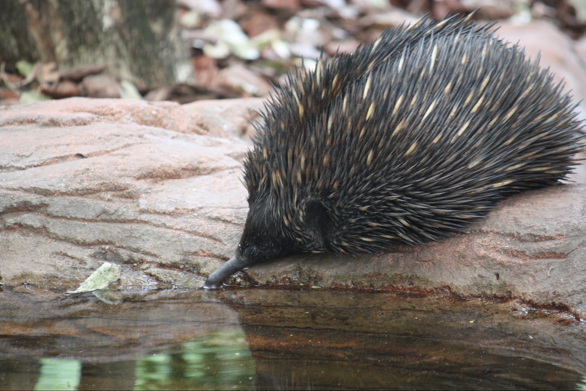 Echidna: Der Pinocchio unter den Igeln