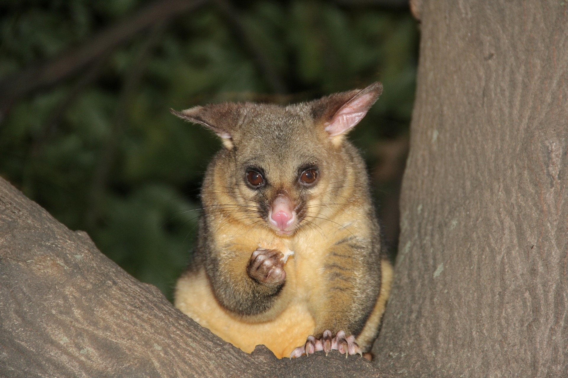 Das Possum – der Waschbär Australiens