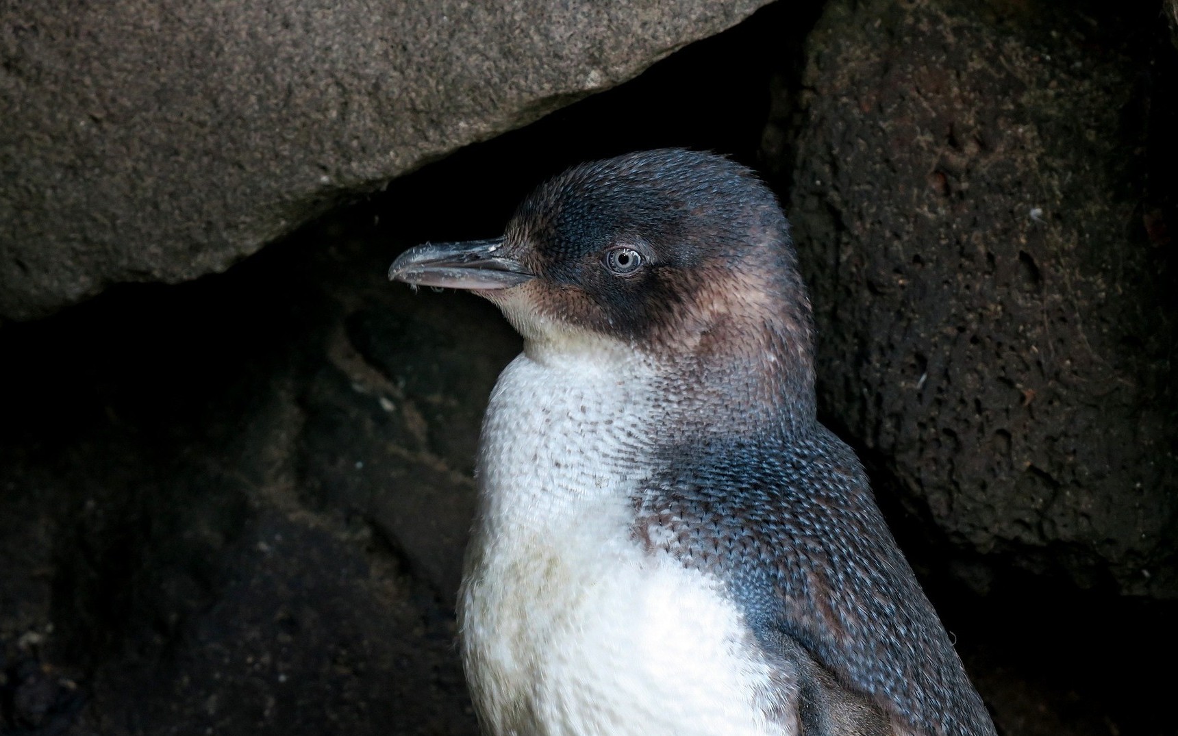 Australische Fauna: Die Pinguine von Phillip Island
