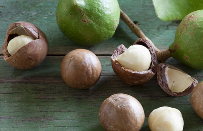 Food Facts: Warum wir im Winter Macadamias essen sollten