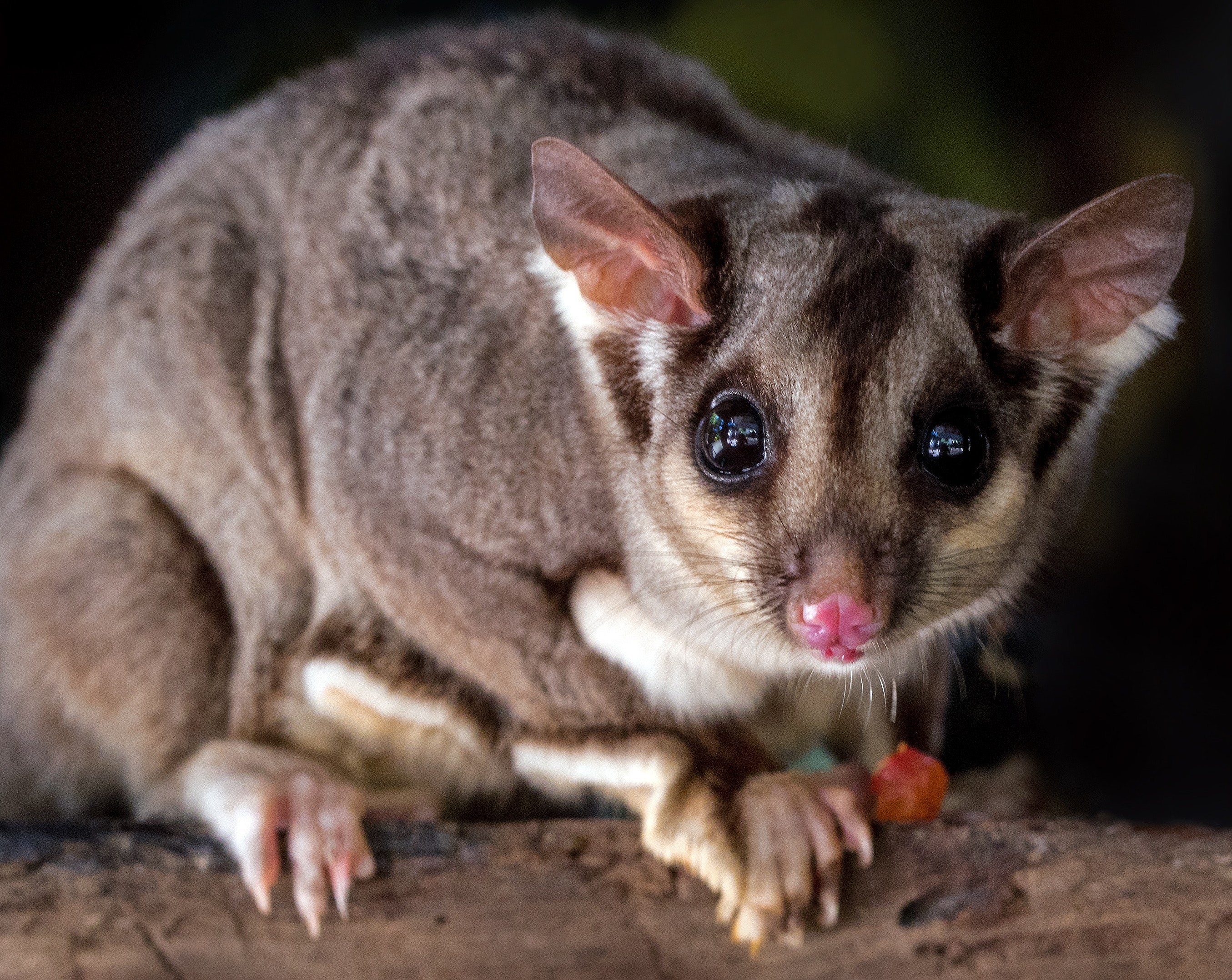 Australiens Tierwelt: Der Kurzkopfgleitbeutler