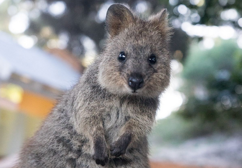 Australiens Tierwelt: das fröhliche Quokka