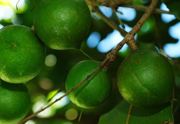 7 faszinierende Dinge, die man mit Macadamias machen kann