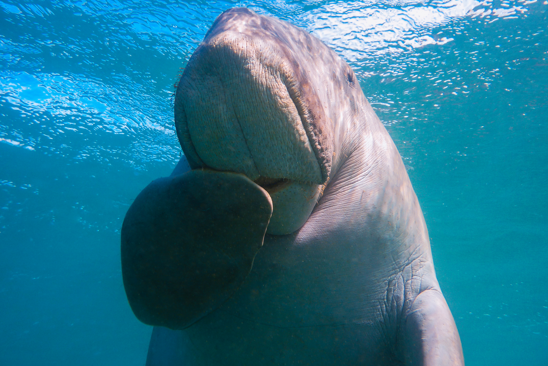Australiens Tierwelt: der außergewöhnliche Dugong