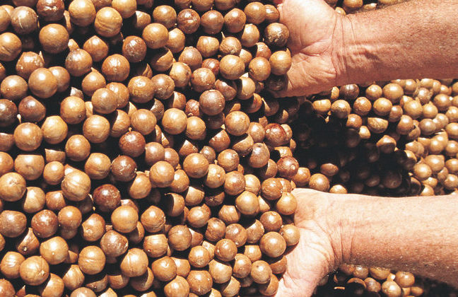 Warum Macadamia-Bauern als die „Grünen“ der Gartenbauindustrie gelten